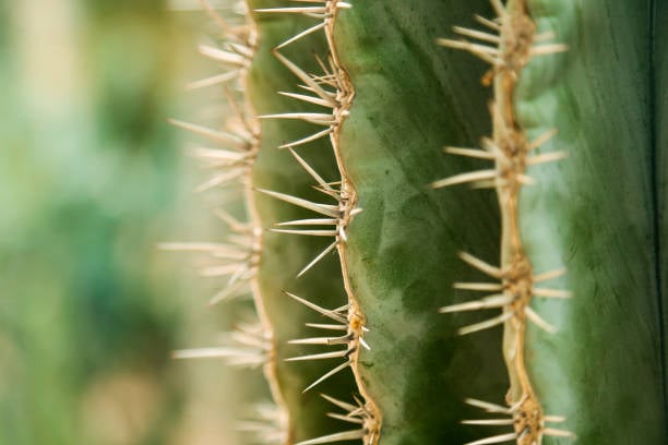 Orange County Cactus & Succulent Summer Sale 2